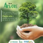 Arvore